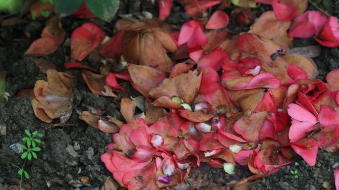 花园里掉落一地的红茶花花瓣慢慢枯萎腐化
