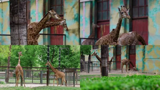 春天北京动物园长颈鹿