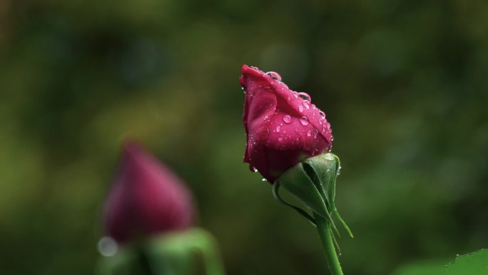 春天雨天红色玫瑰花花蕾特写花蕾的雨滴水滴