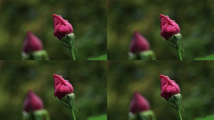 春天雨天红色玫瑰花花蕾特写花蕾的雨滴水滴