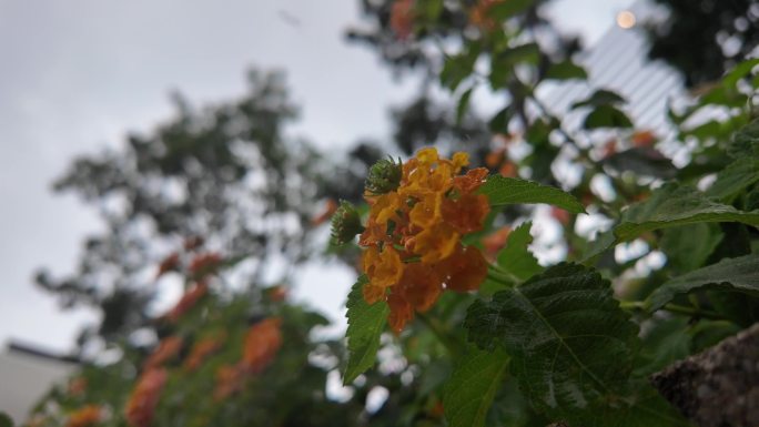 雨中橙色花朵：雨滴特写慢镜头