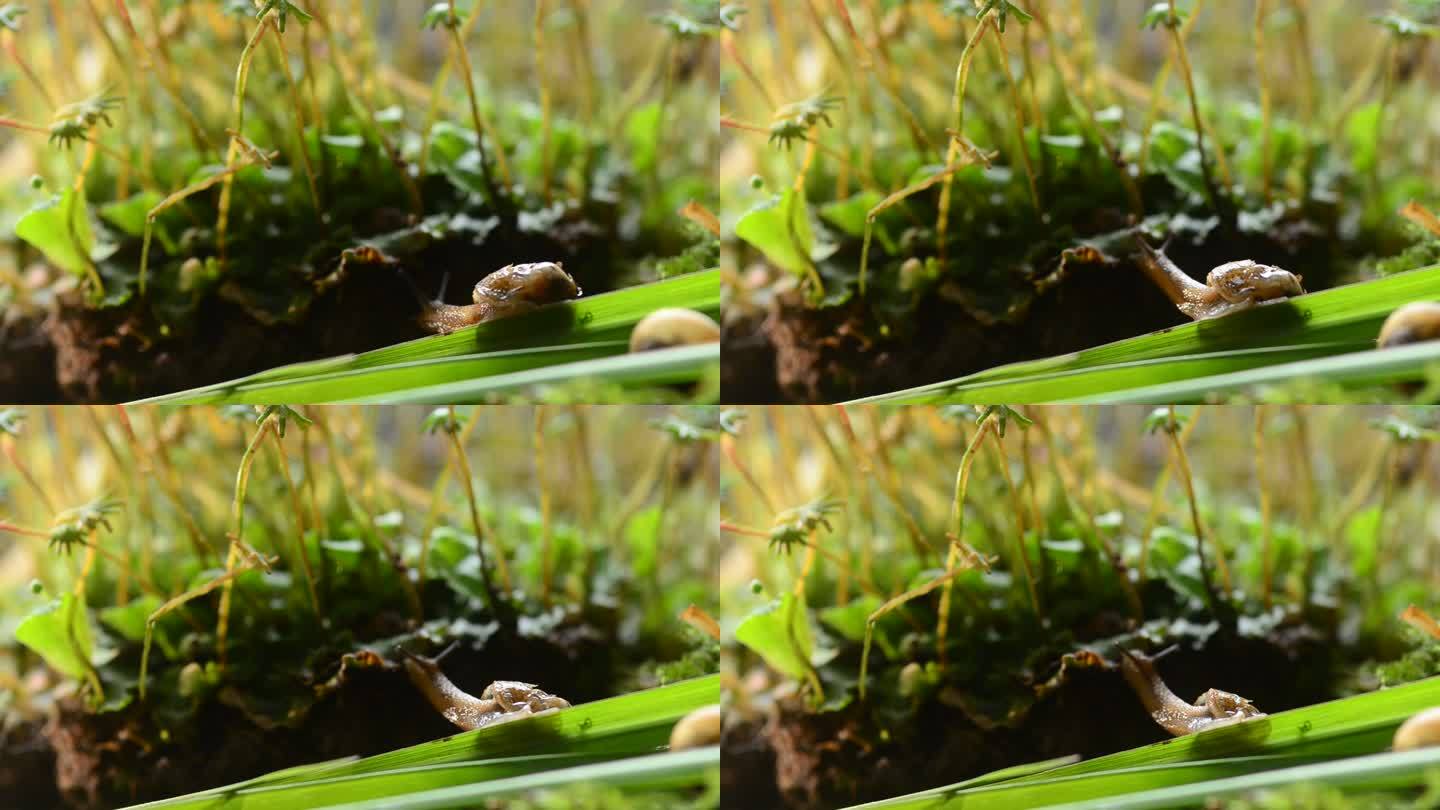 缓慢地爬行草根上的蜗牛