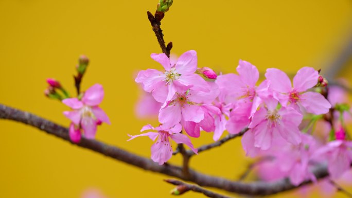 春天粉色樱花花开4K