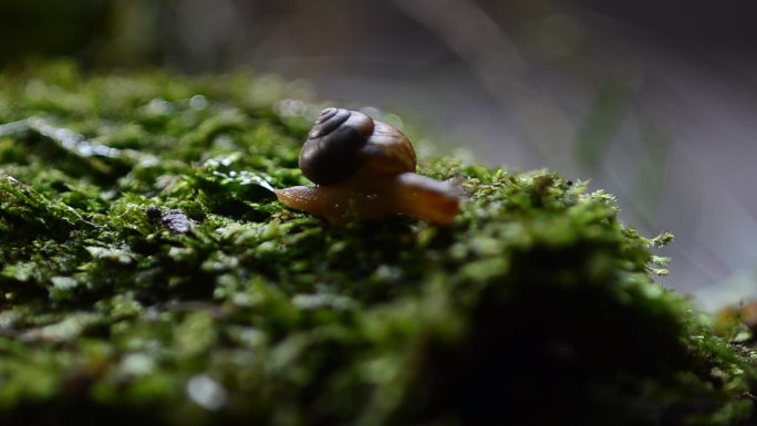 缓慢地爬行草地上的蜗牛