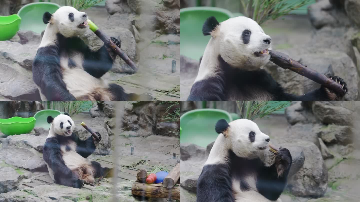 北京动物园网红大熊猫萌大