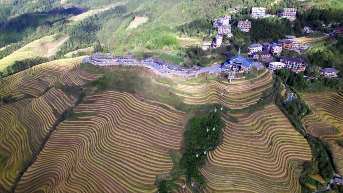 广西桂林龙脊梯田秋天金色稻田航拍4K