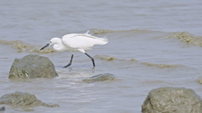 深圳湾红树林湿地生态白鹭哺食3226