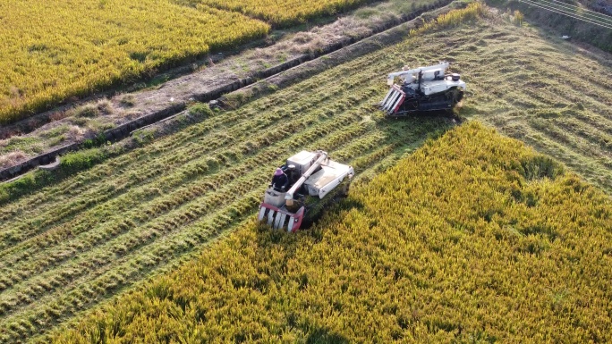 稻田 收割 秋收 乡村 农村