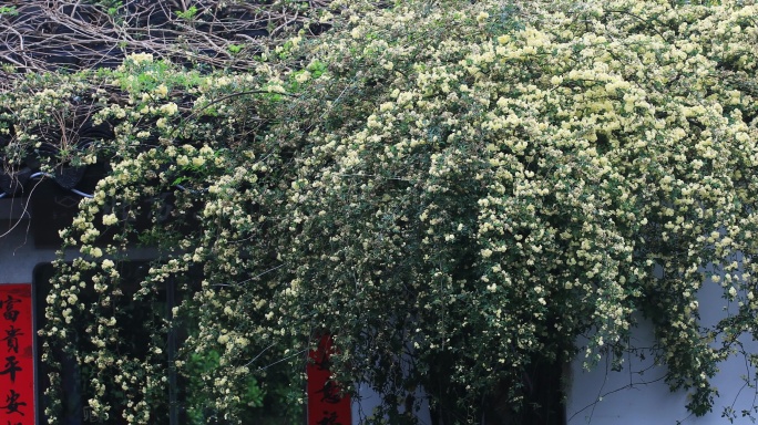 绵绵春雨木香花谷雨苏州平江路春天古建筑