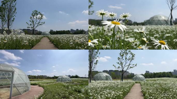 花海晴空蓝天白云小雏菊菊花 在花海中漫步