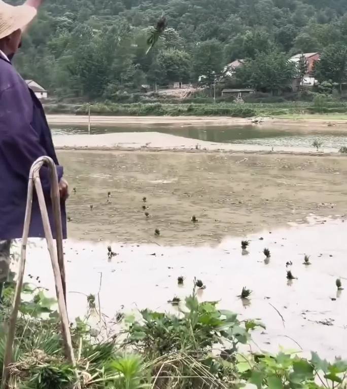 农民干农活水稻种植犁地抛秧插秧石磙碾稻谷