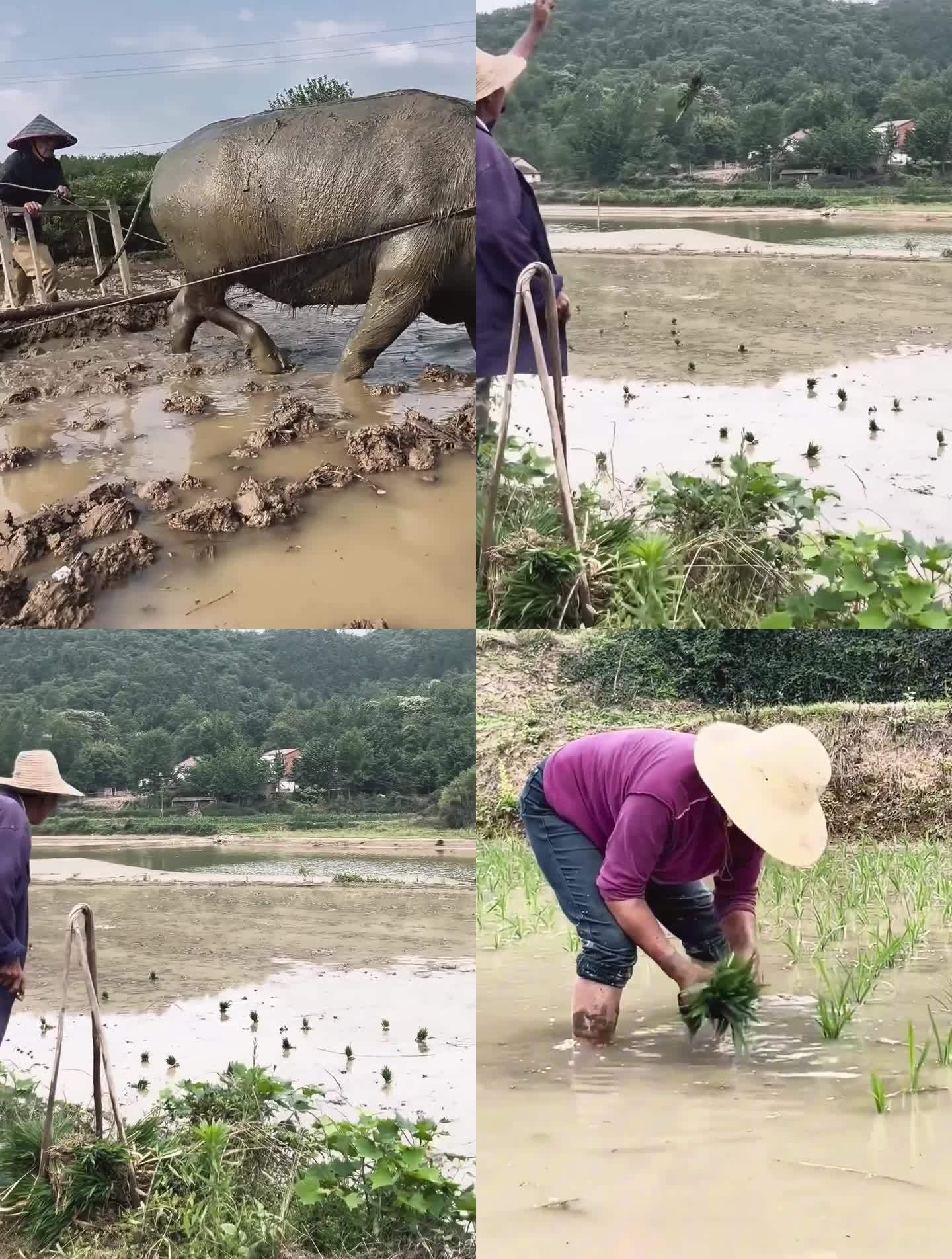 农民干农活水稻种植犁地抛秧插秧石磙碾稻谷