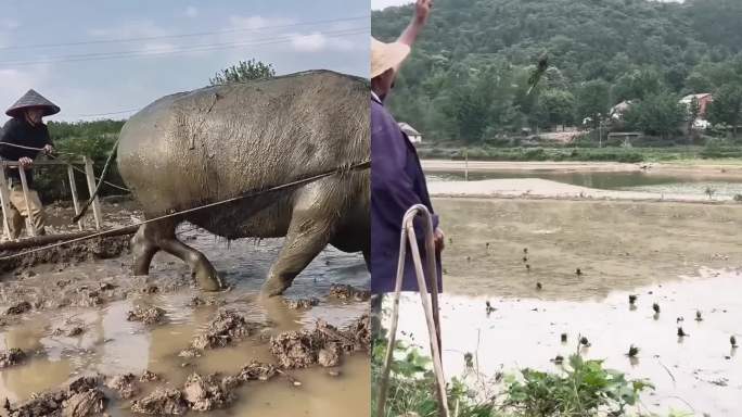 农民干农活水稻种植犁地抛秧插秧石磙碾稻谷