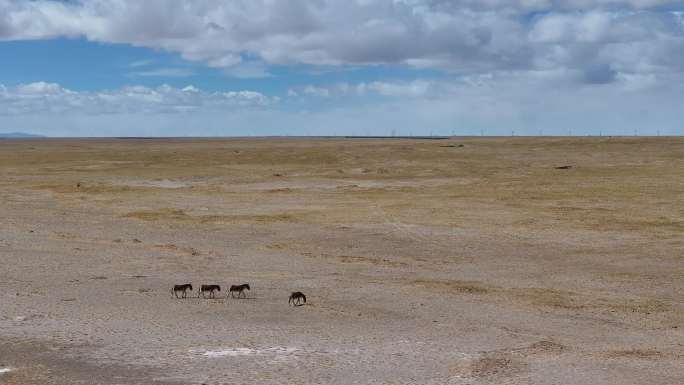 一群藏野驴在可可西里自然保护区内闲庭信步