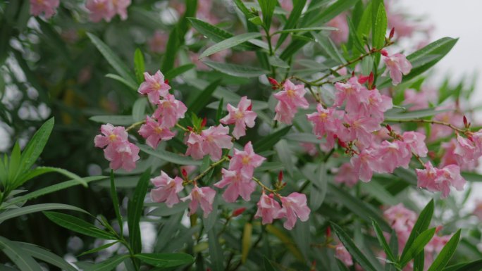 阴天湿润的花