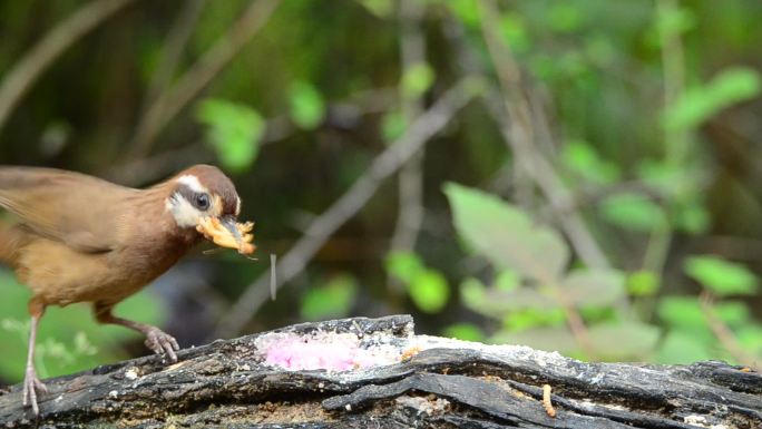 森林中觅食的中国特产鸟类画眉鸟