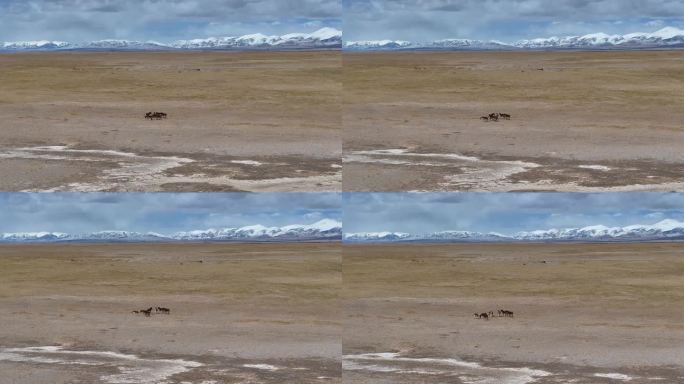 可可西里自然保护区内的藏野驴