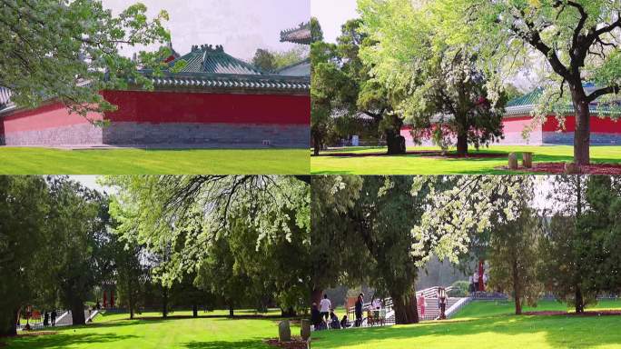 高清实拍北京天坛公园春天杜梨花风吹雪
