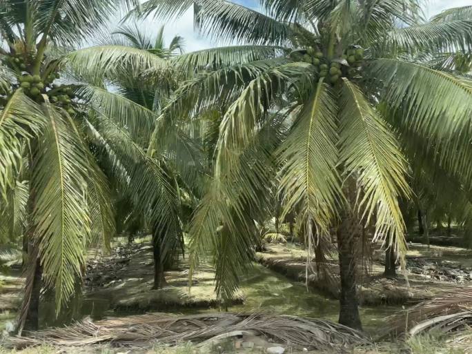 菲律宾 海岛海边 行驶中 椰子树