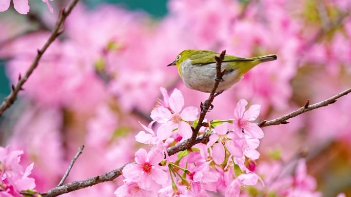 樱花树上的绣眼鸟4K