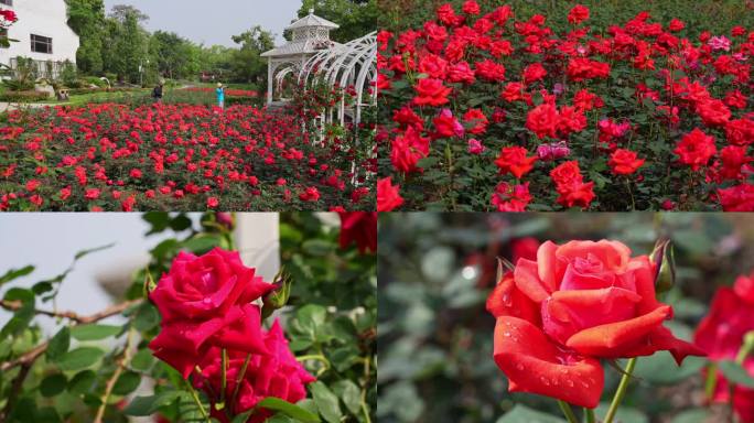 人间四月天 红色玫瑰月季满园