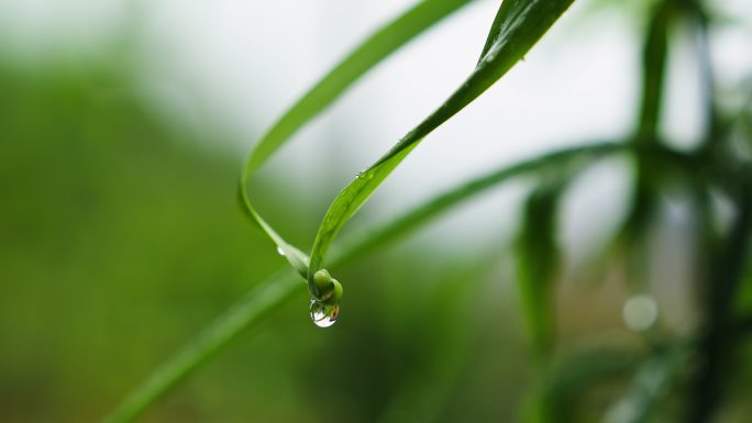 中草药野生黄精种植开花