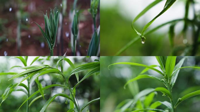 中草药野生黄精种植开花