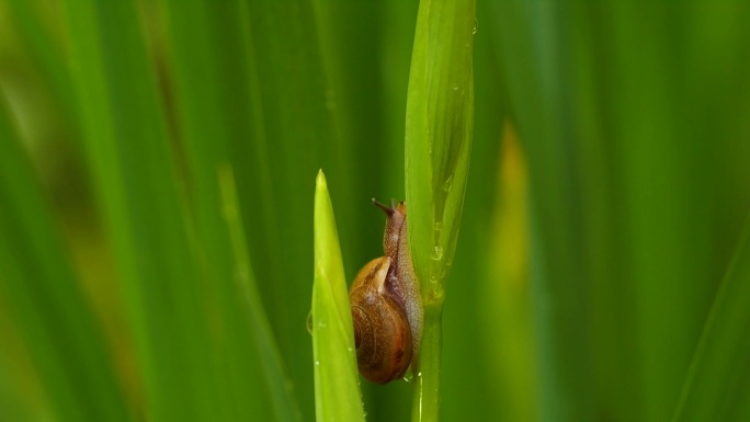 叶子上的蜗牛微距拍摄微生物自然