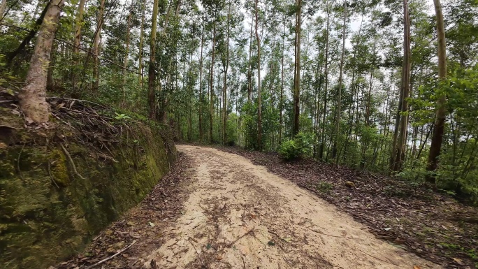 山路驾驶森林行驶山路树林土路第一视角前行