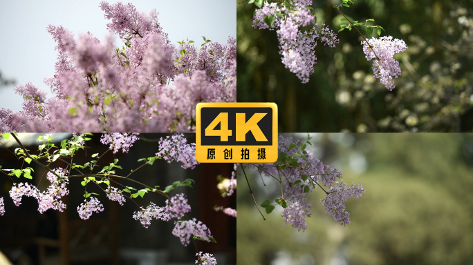 4K丁香花在风中摇曳唯美空镜