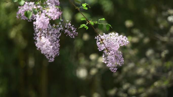 4K丁香花在风中摇曳唯美空镜