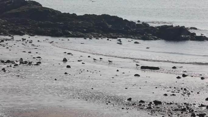 一组海边海鸥觅食飞翔的空镜
