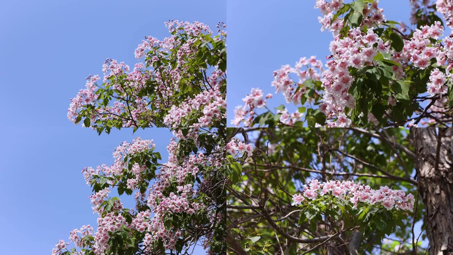 楸木花