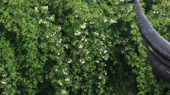 园林古建屋檐木香花瀑