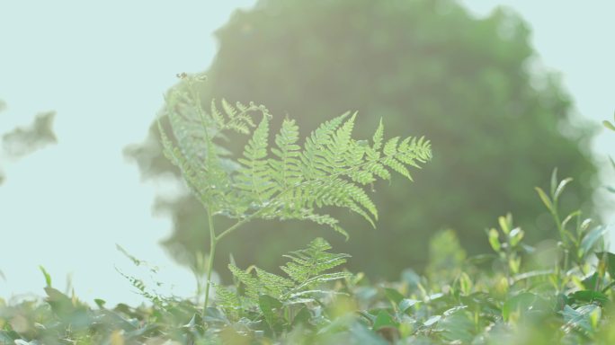 原生态野菜蕨菜蕨类植物