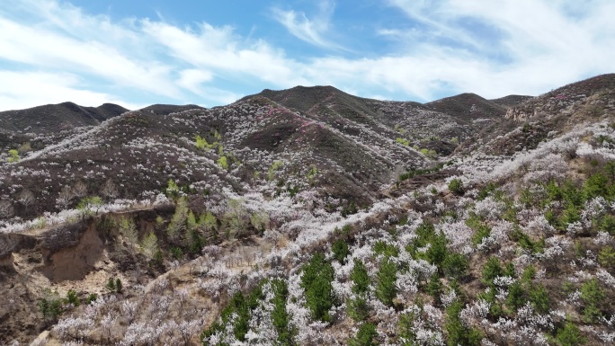 漫山遍野山花开