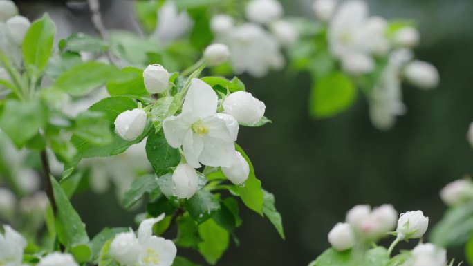 空镜头花草落叶蜜蜂飞舞柳枝