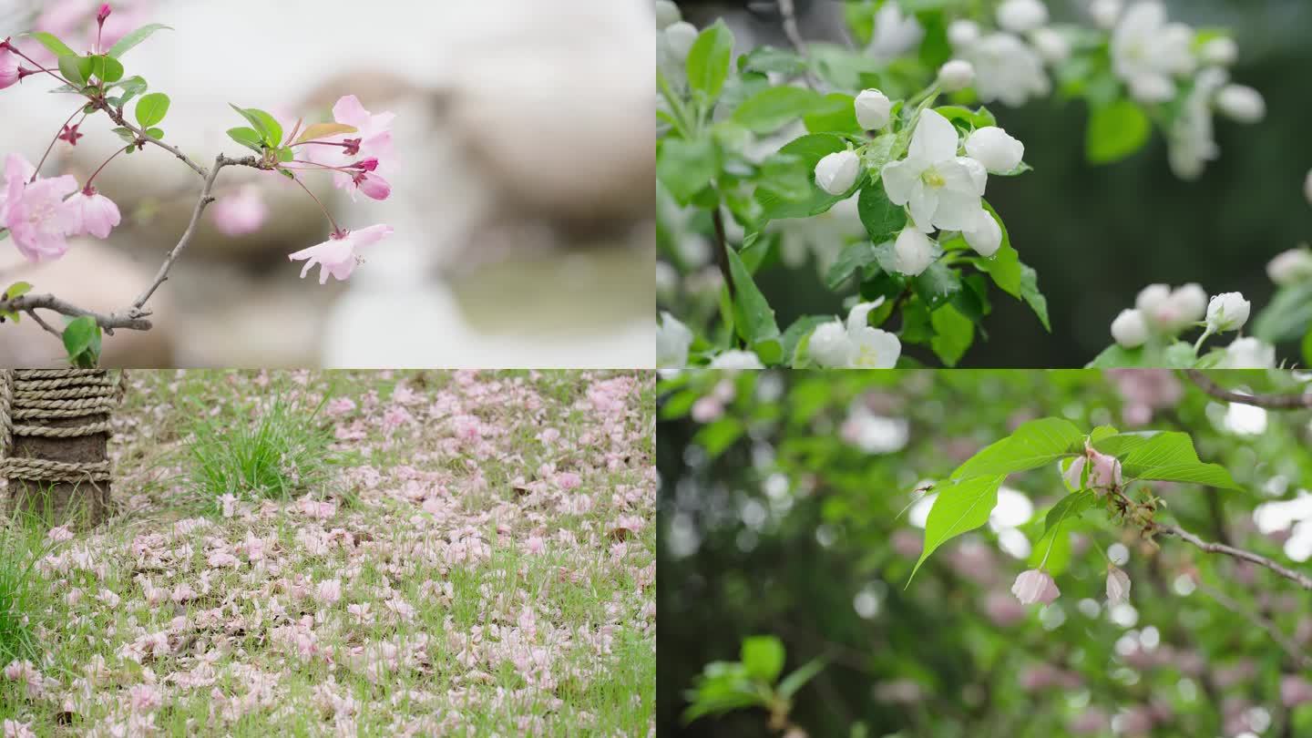 空镜头花草落叶蜜蜂飞舞柳枝