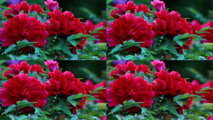 美丽的红色牡丹花