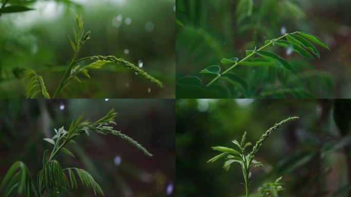 中草药苦参种植发芽开花