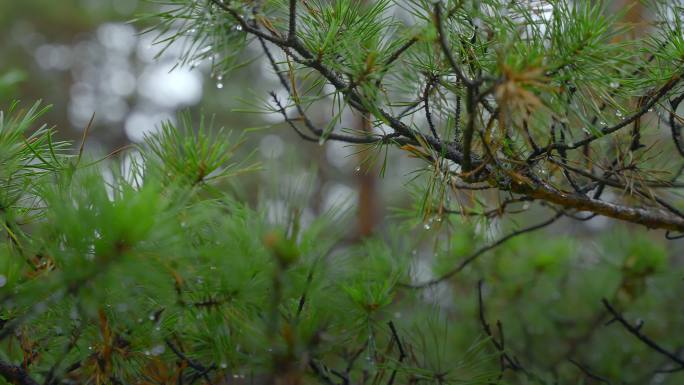 雨天松树枝