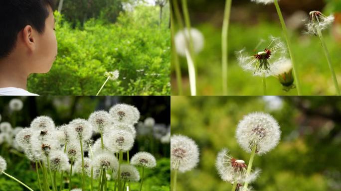 放飞梦想小孩吹蒲公英蒲公英特写蒲公英种子