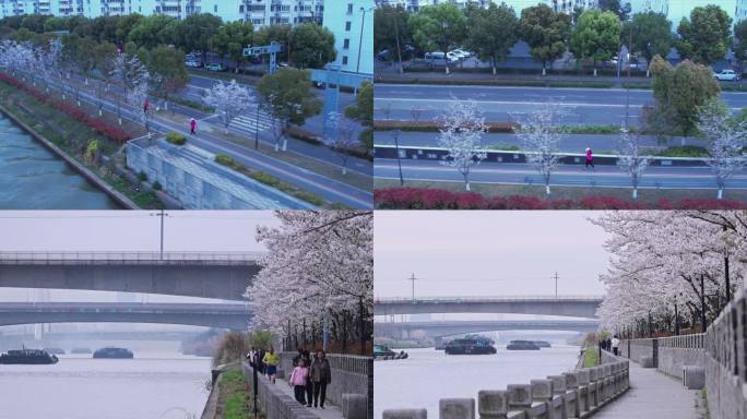 京杭大运河樱花晨跑