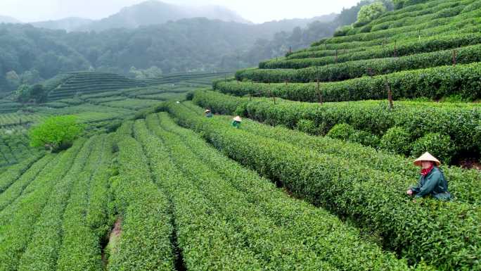 杭州雨中茶园茶山云海采茶