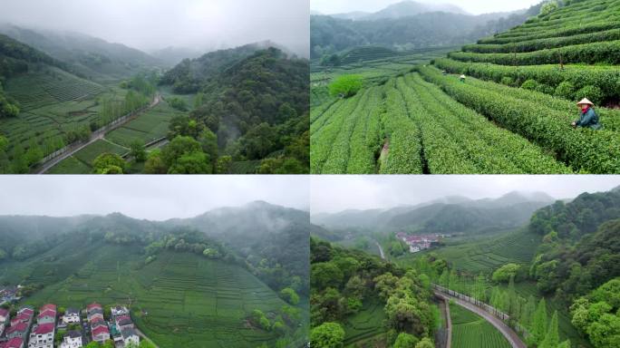 杭州雨中茶园茶山云海采茶