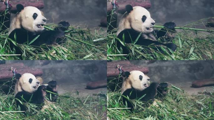 北京动物园大熊猫福星胖大海