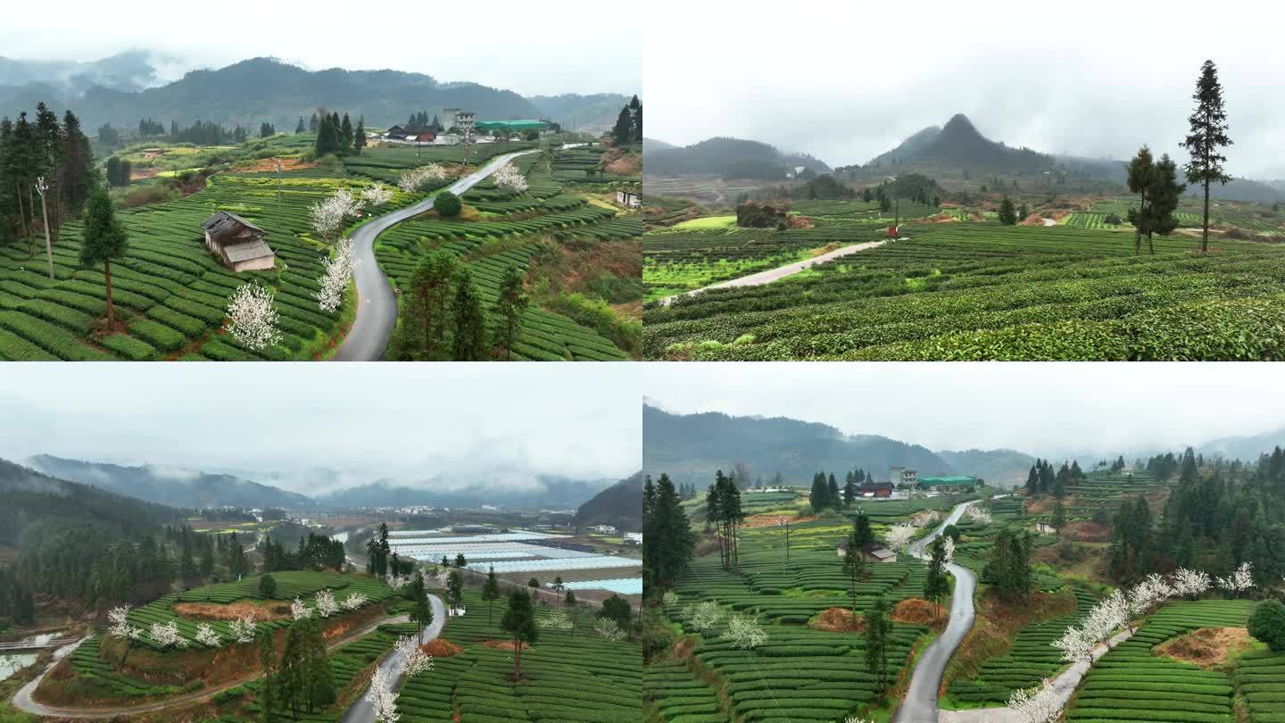 贵州铜仁抹茶种植基地航拍
