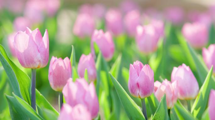 郁金香花园沈阳世博园郁金香