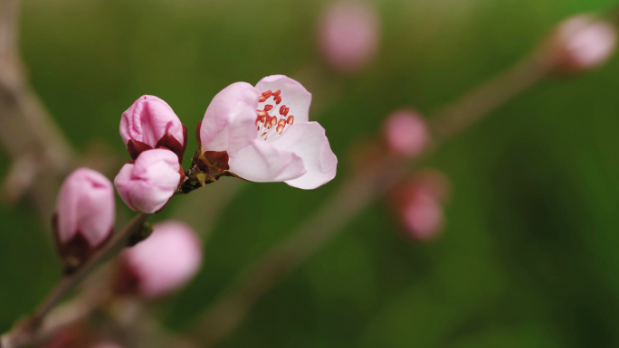 桃花 花开延时