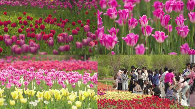 公园郁金香花开 赏花拍照的人